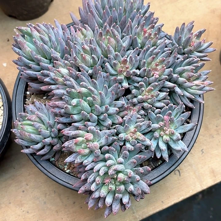 多肉植物，炫彩星