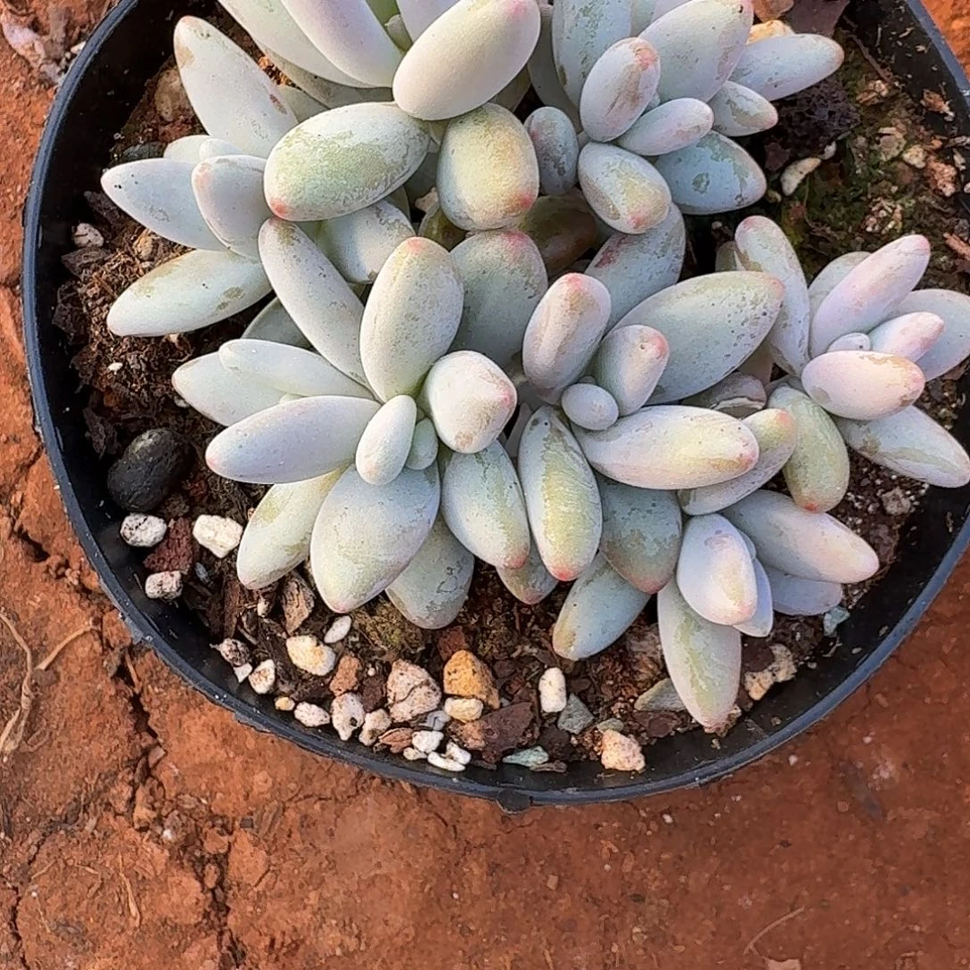 勿***念多肉植物企鹅小群