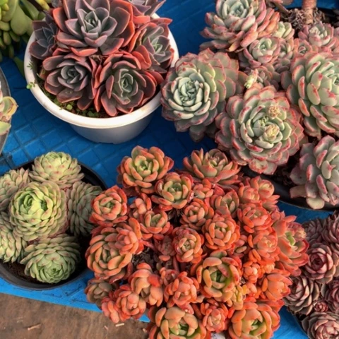 蓝*牛1739芬达多肉