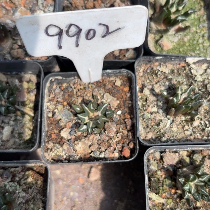 完全开放大*9902实生黑牡丹皮实好养