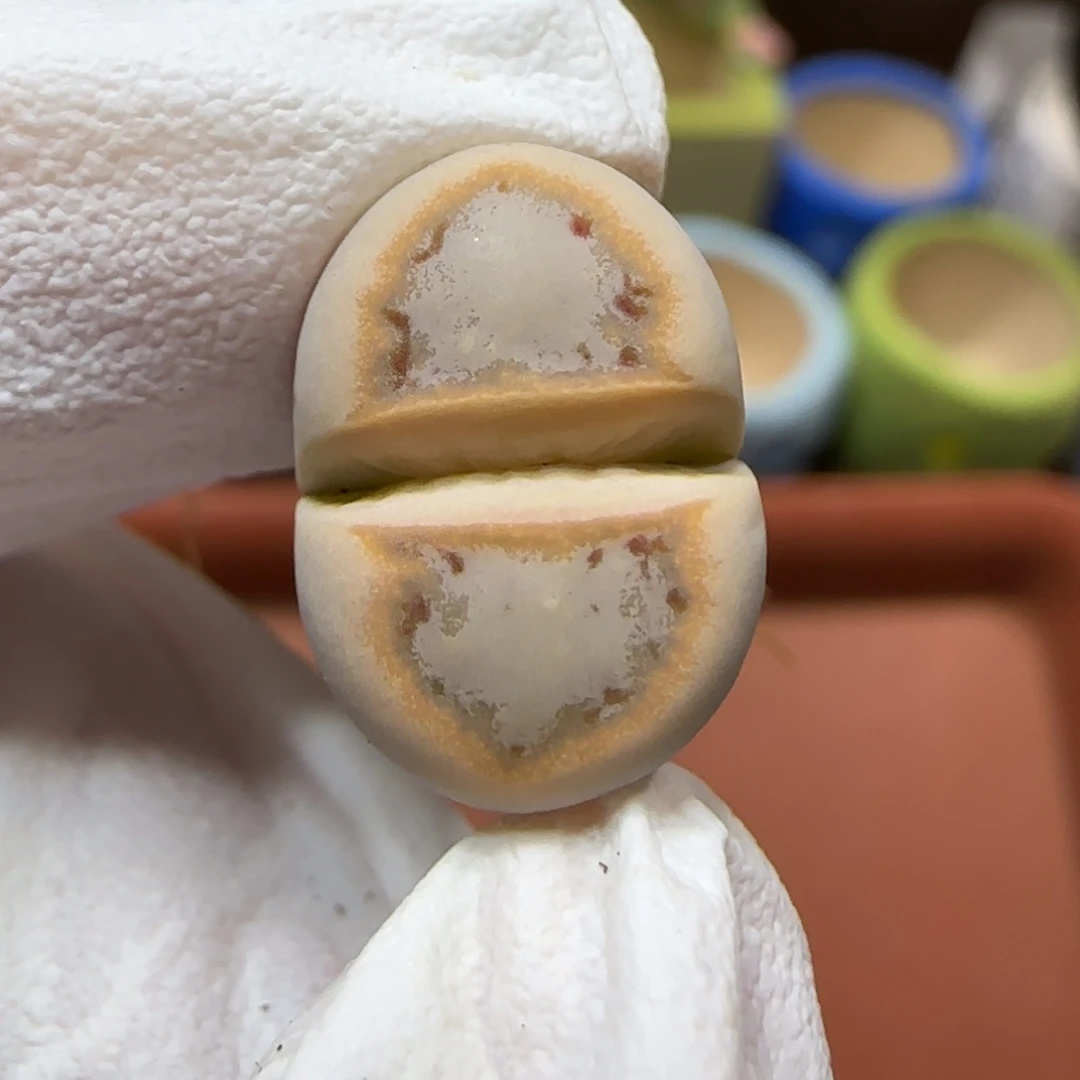 12.25.c216.9041圣诞福利