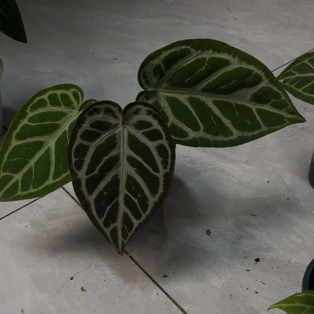 无花朵华丽银杂银红9775