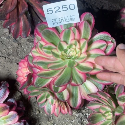 荔枝多肉多肉5250