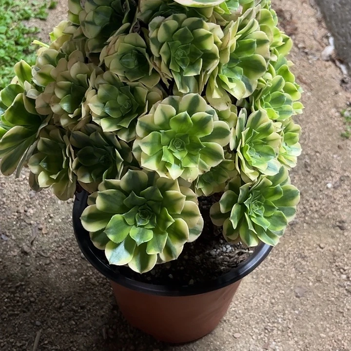 多肉植物今丝翡翠…………