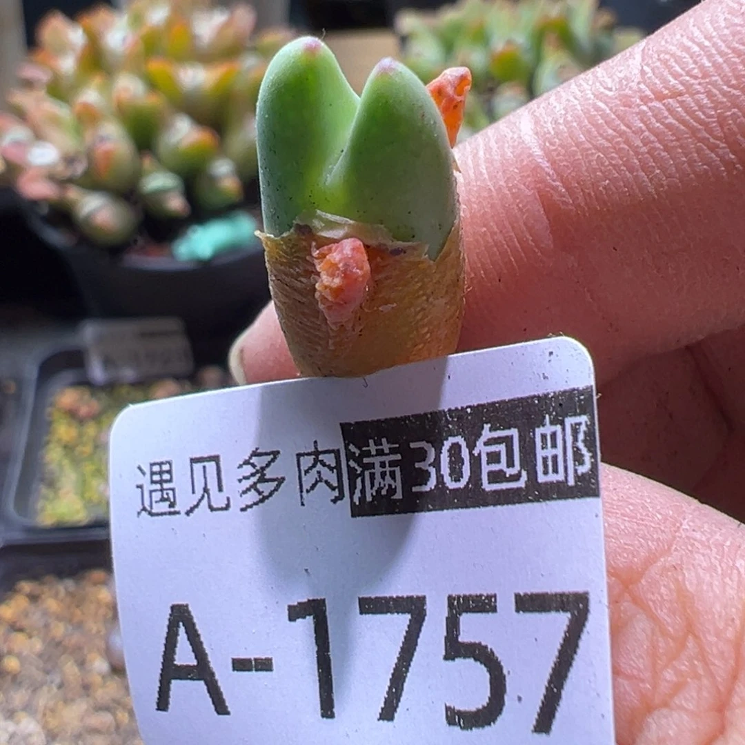 多肉植物1111111111111111