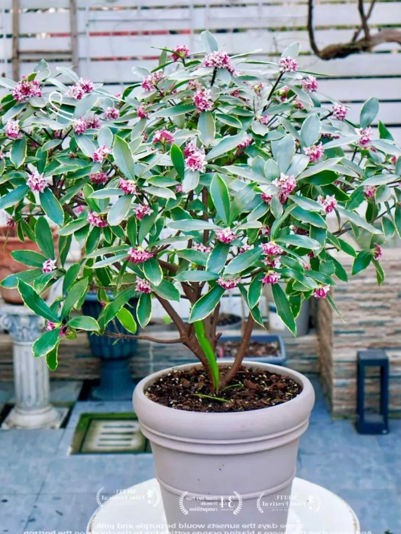 金边瑞，冻死不赔（送保温）