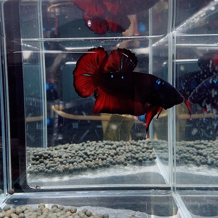 斗鱼黑103号巨斗将军