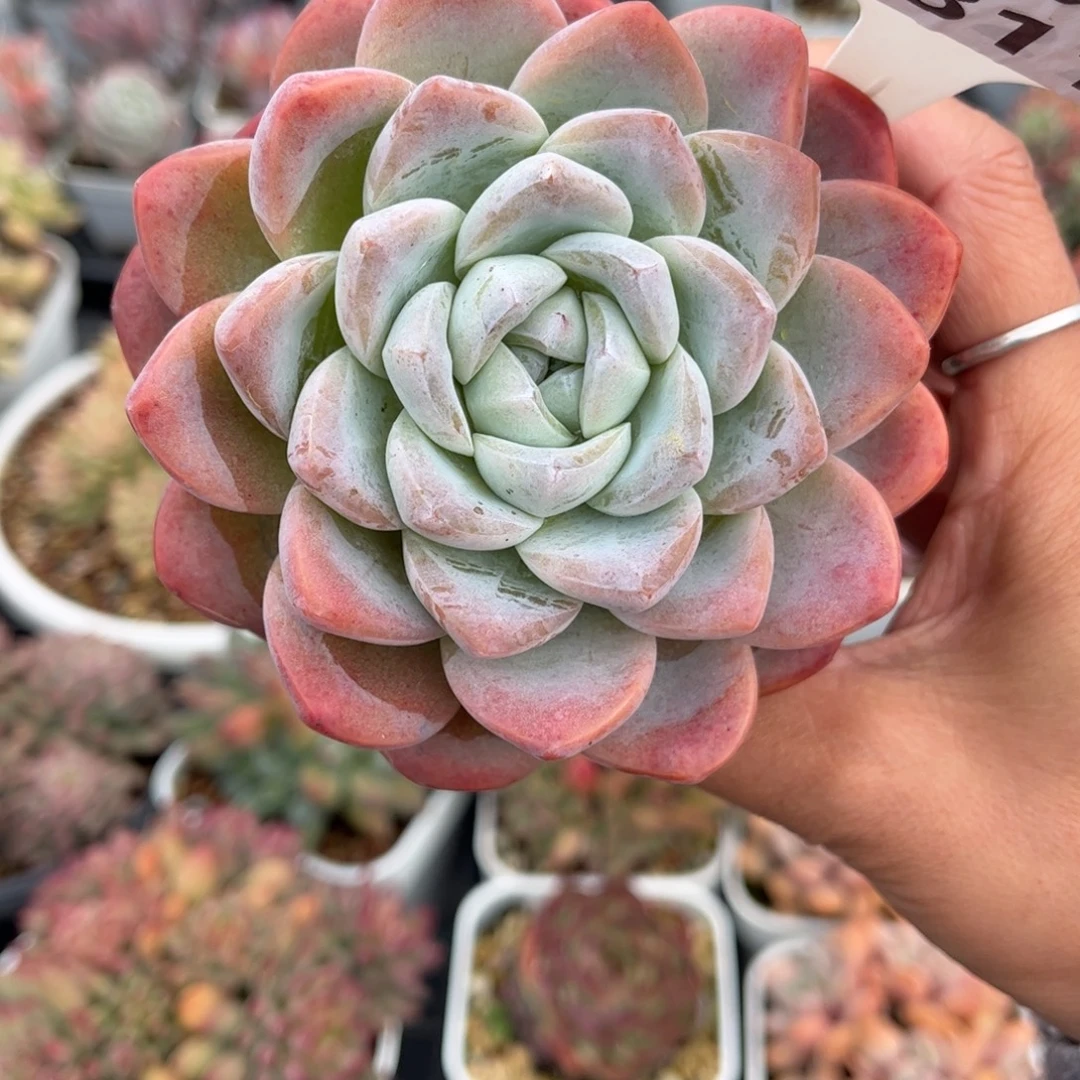 多肉植物0811 天冷必拍保温箱