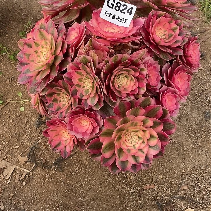 多肉植物倾城824多肉