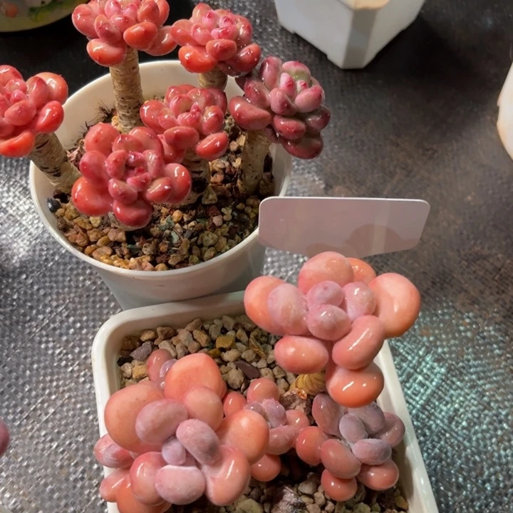 美慕花坊，一物一拍。