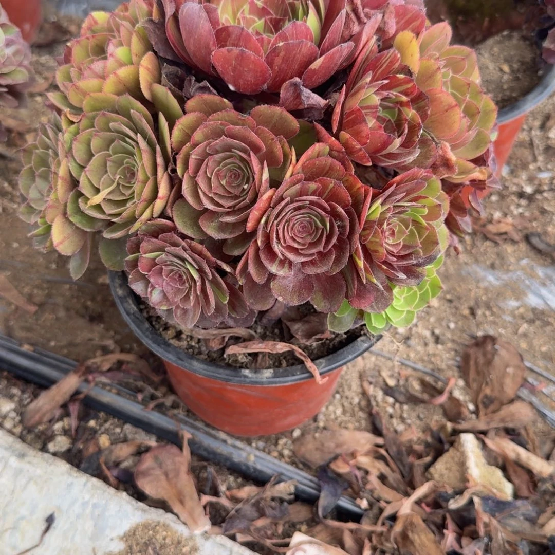 483花月夜。多肉植物