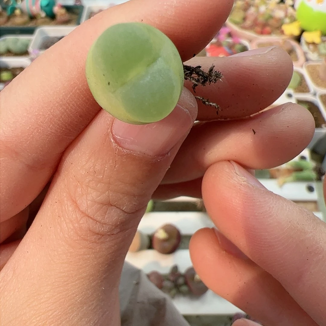 【闪购商品】349 拉登