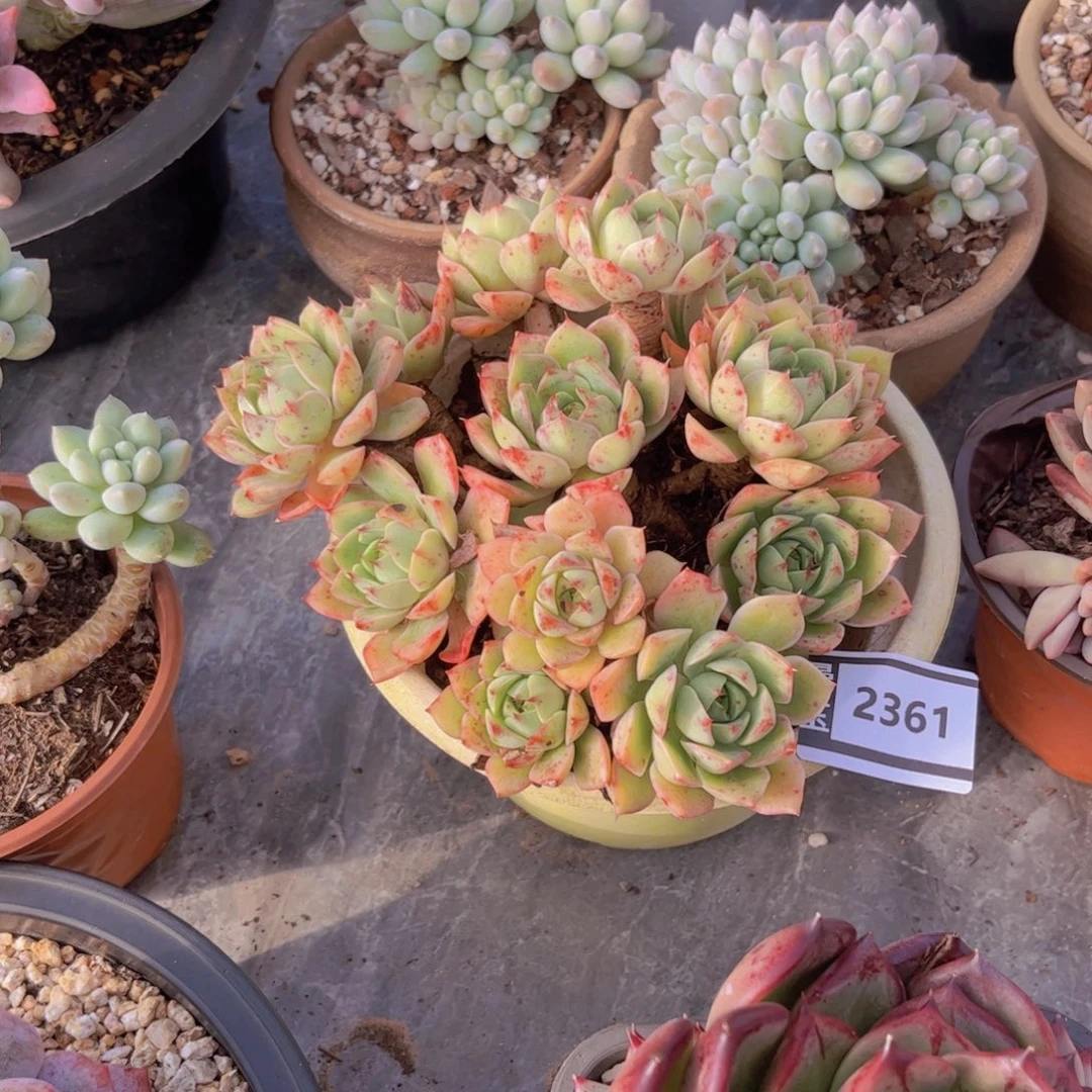 包***头笨吧杂多肉植物2361