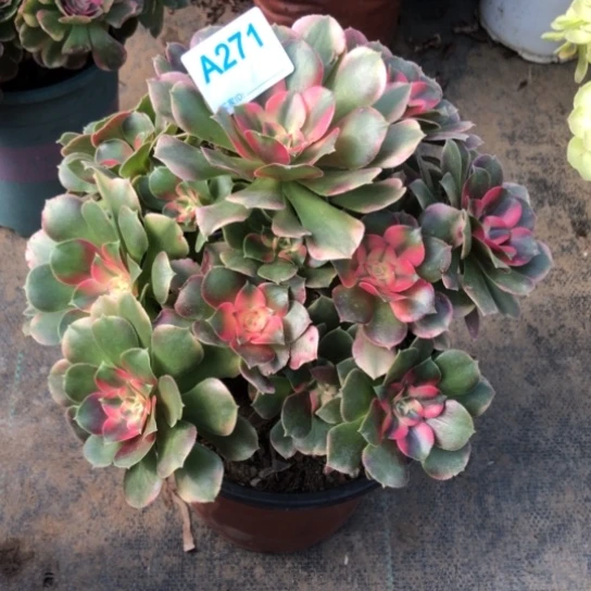 @***林无花朵271号香妃法师多肉植物