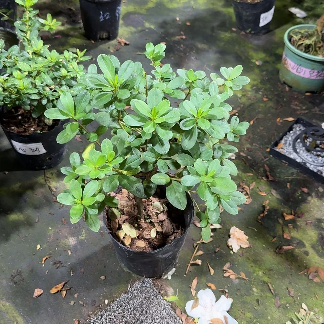 完全开放非碧朱砂