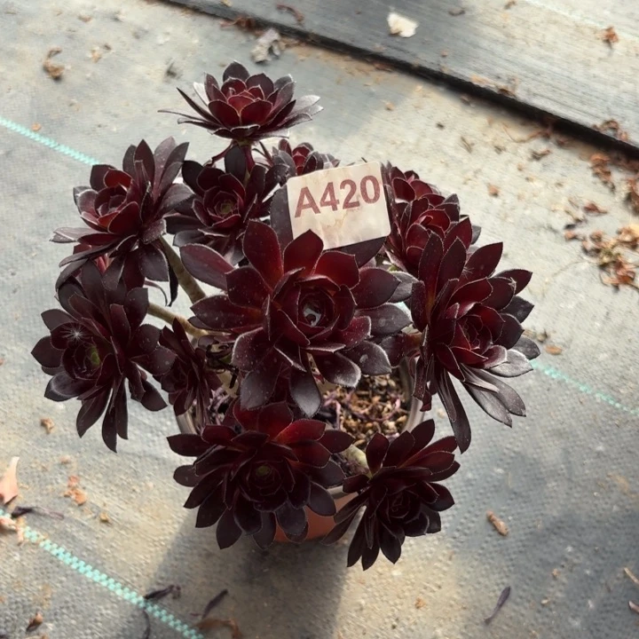 小黑豆多肉植物不包损420