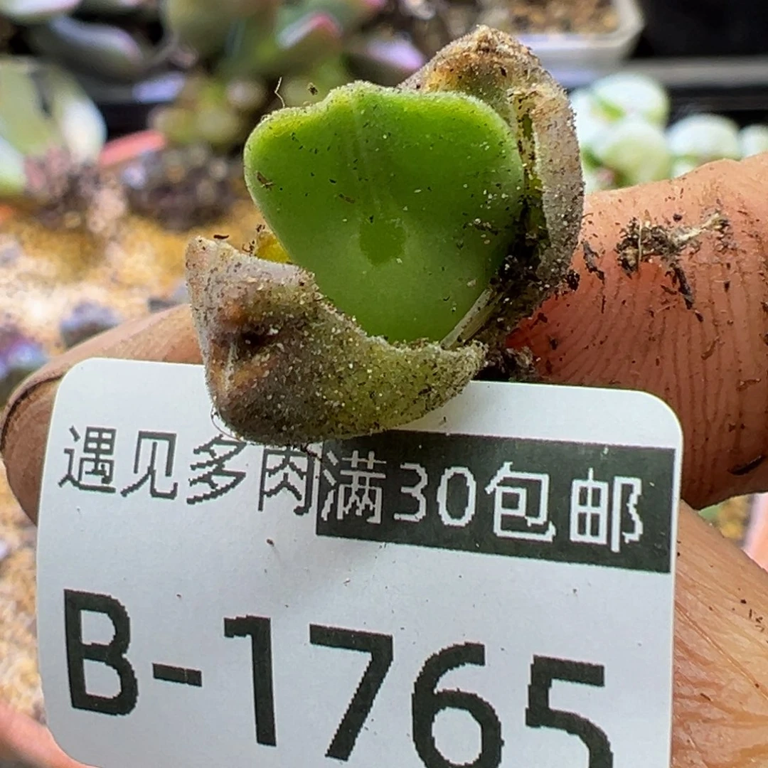 多肉植物1111111111114