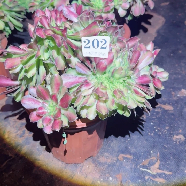 202 韶华缀化多肉植物满28包邮