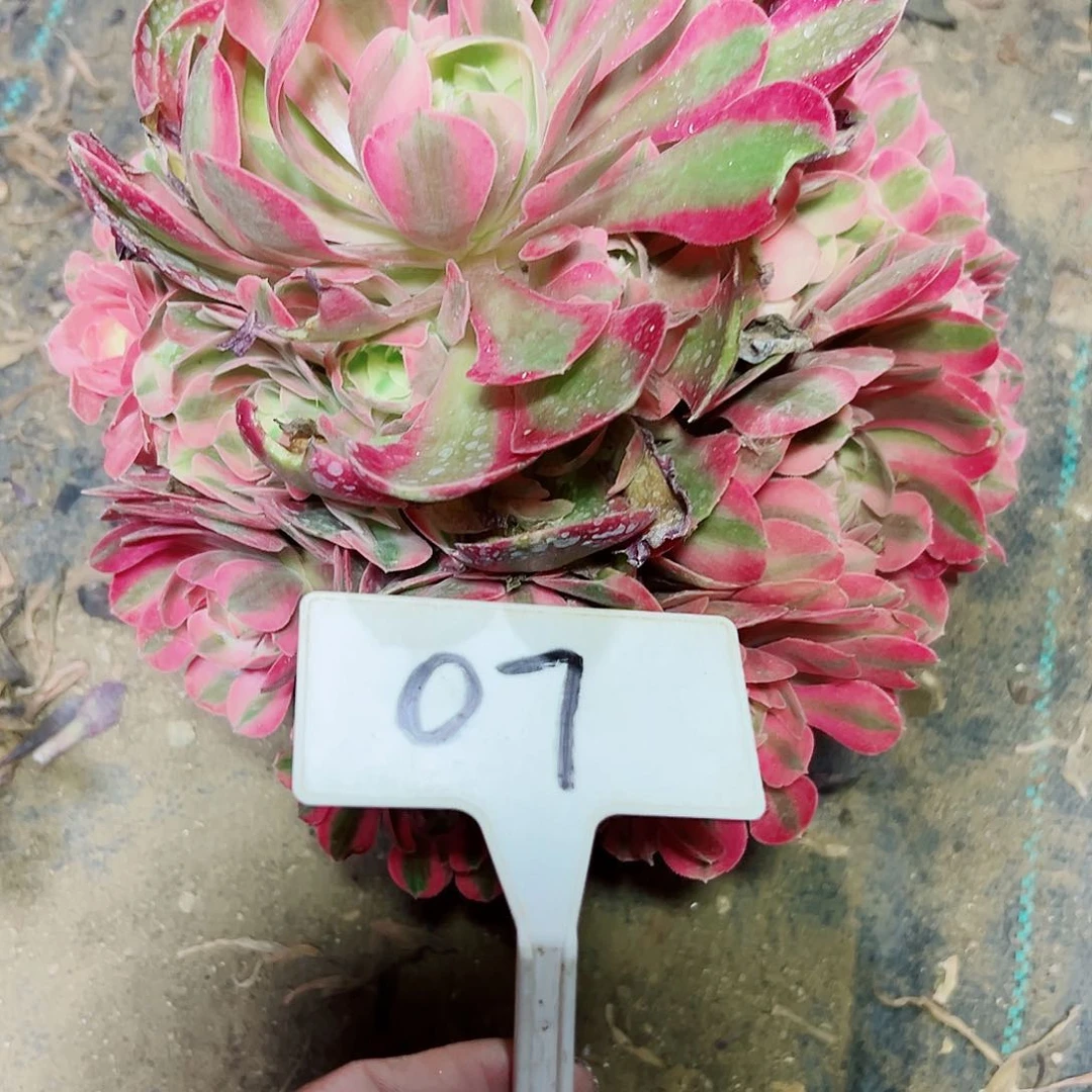 多肉植物粉女巫法师