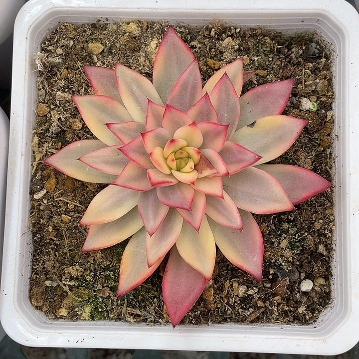幽鬼锦一物一拍锦龙