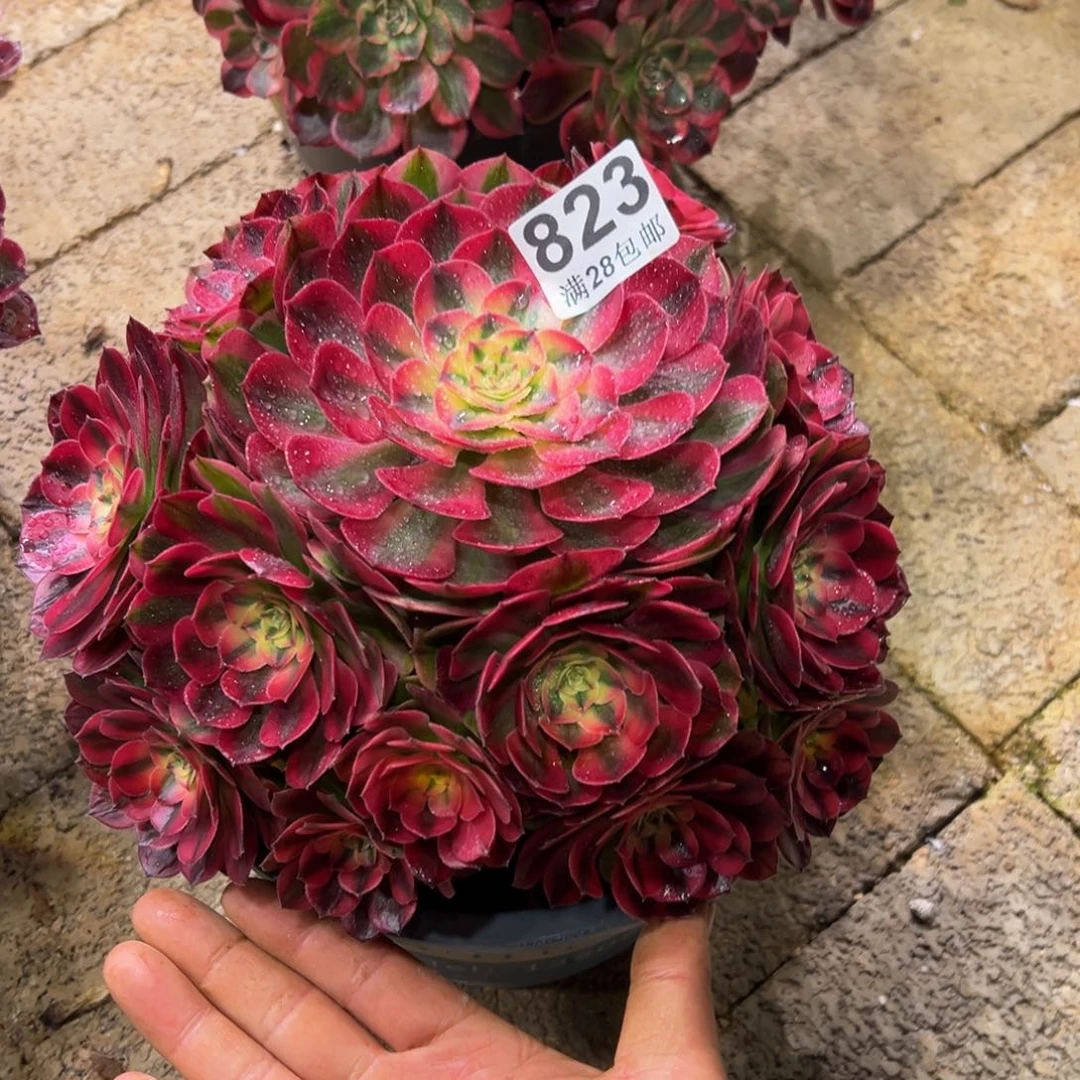 林***缘多肉植物823多肉植物