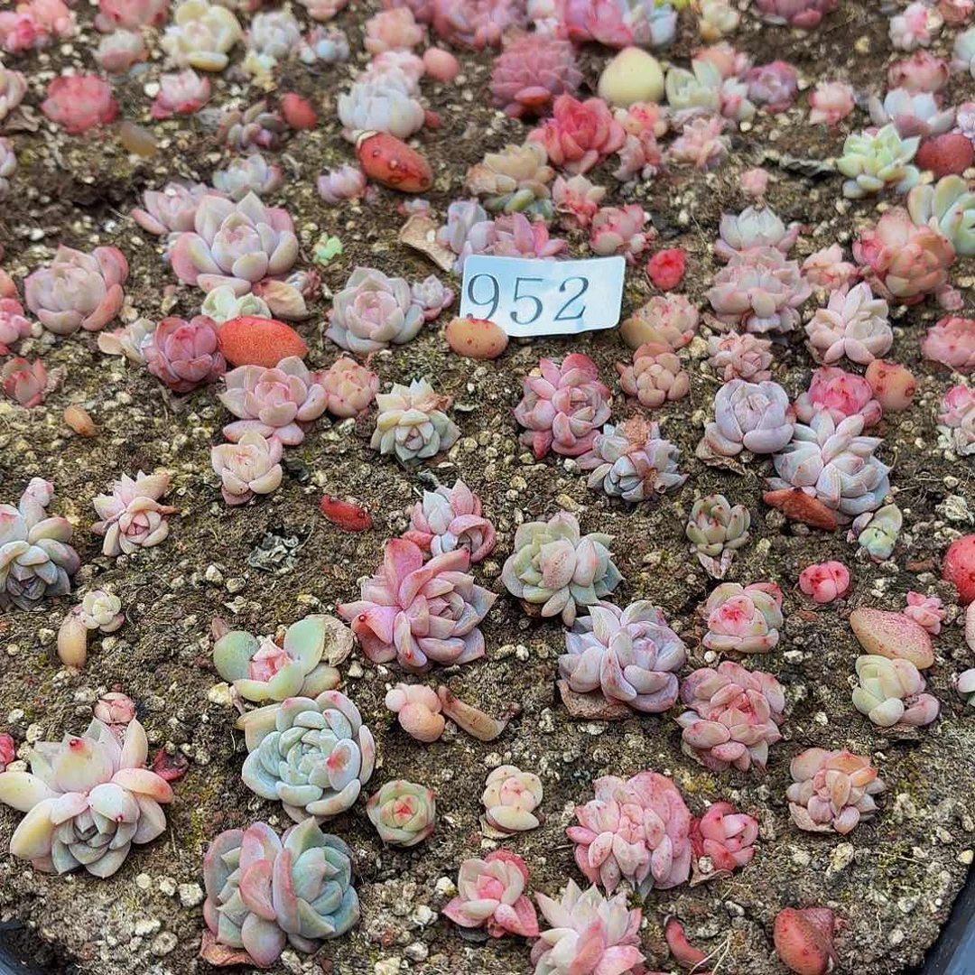玲*多肉植物多肉植物952