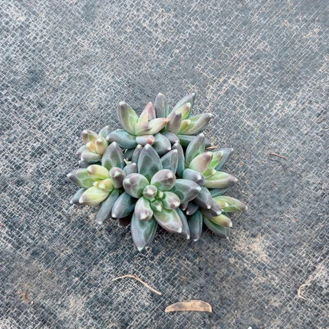 梅*多肉植物多植物多肉