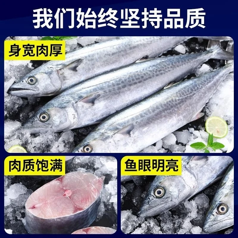 渤海湾野生鲅鱼5条装  4斤