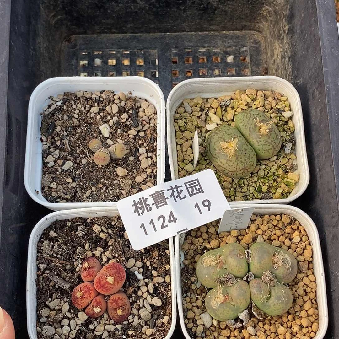 24-19-组合福利。