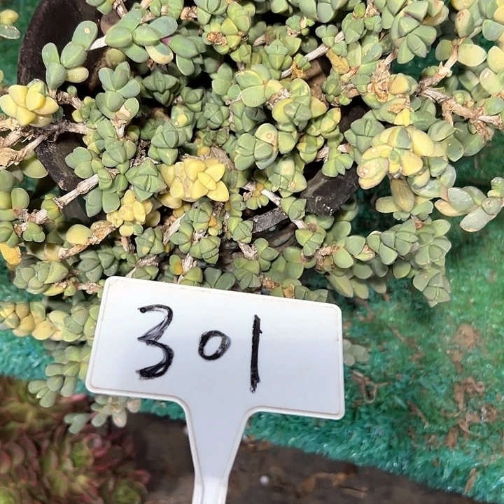 多肉植物海棠法师