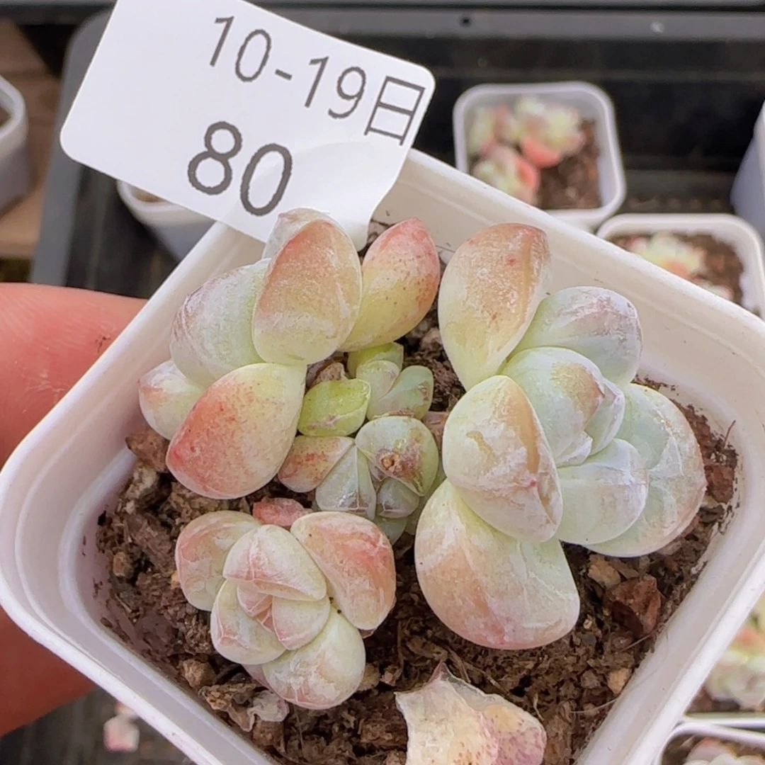 五头冰玉一颗脱土发货