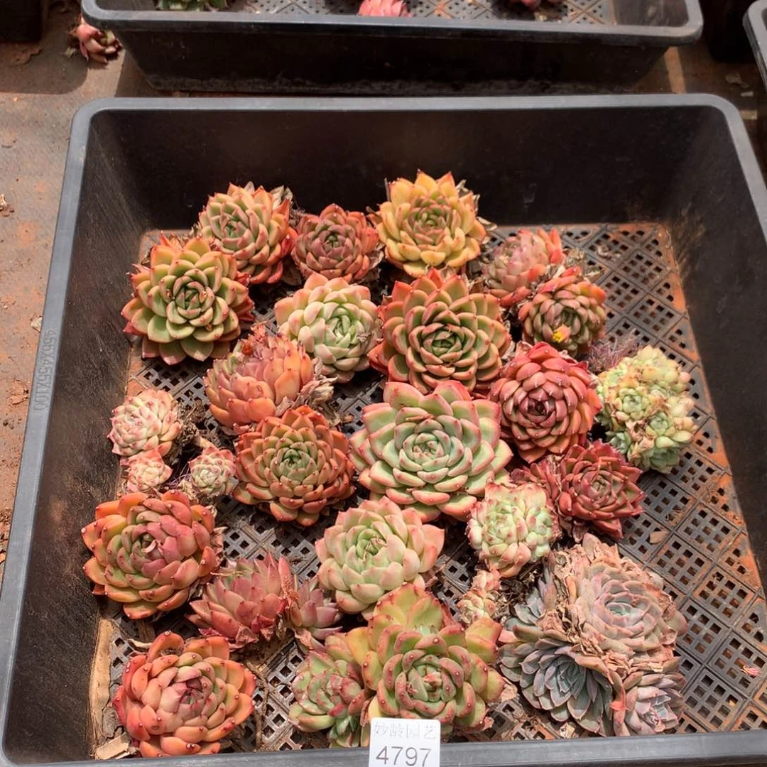用****84797瑕疵不售后特价处理介意不拍