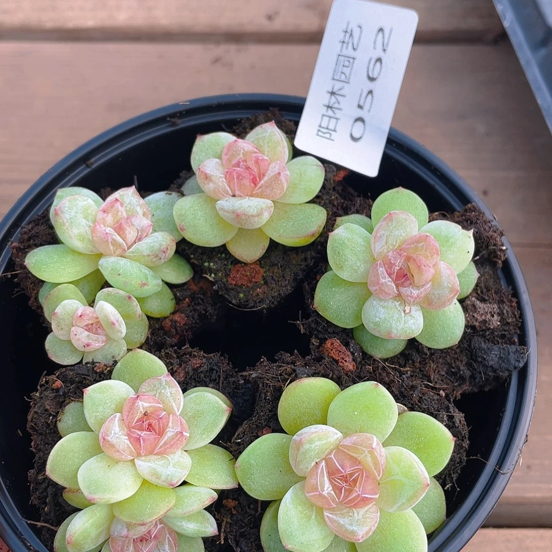 多肉植物多肉植物562