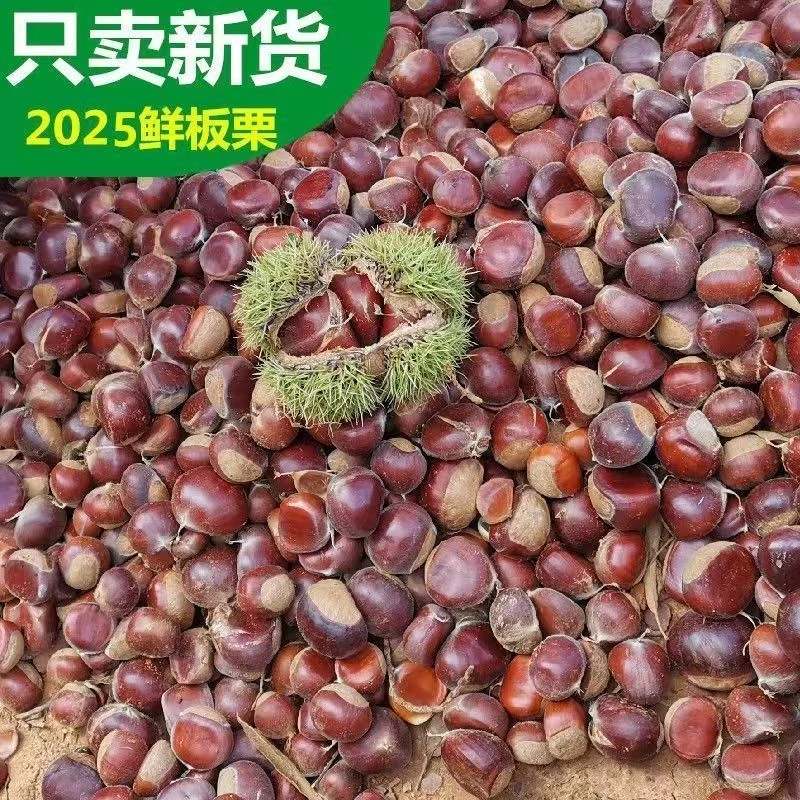 云南2025新下树新鲜老树板栗新鲜生栗子鲜板栗生板栗毛栗散装新货