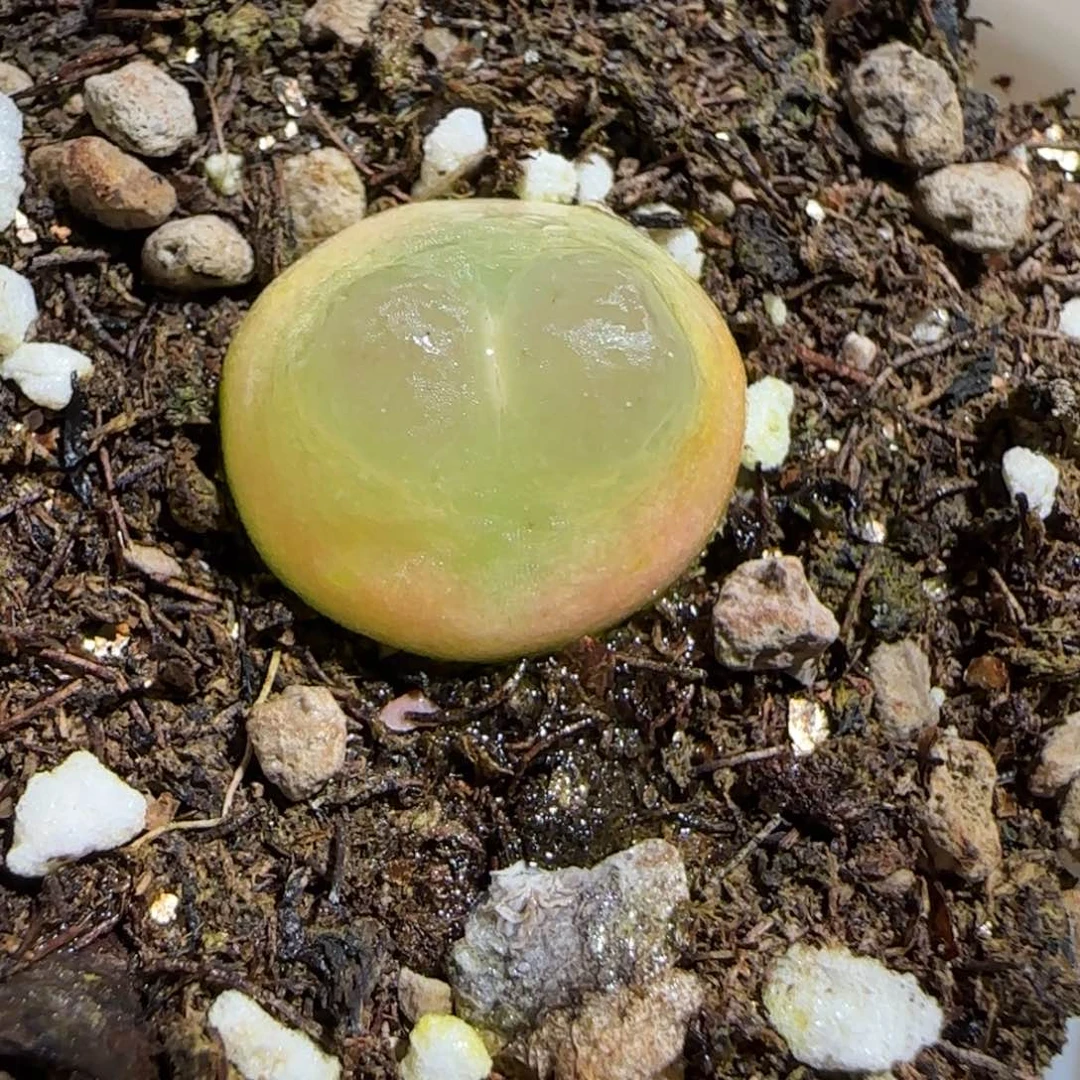 肉锥多肉植物组合-sh1200拉登43