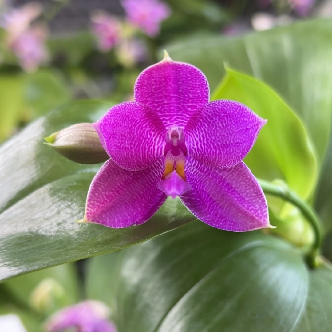 完全开放19号，68漏少根