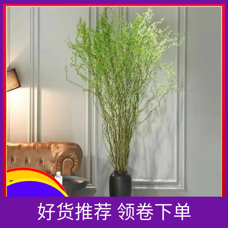 龙柳鲜枝水培植物绿植好养易活客厅室内办公室桌摆绿萝富贵竹懒人