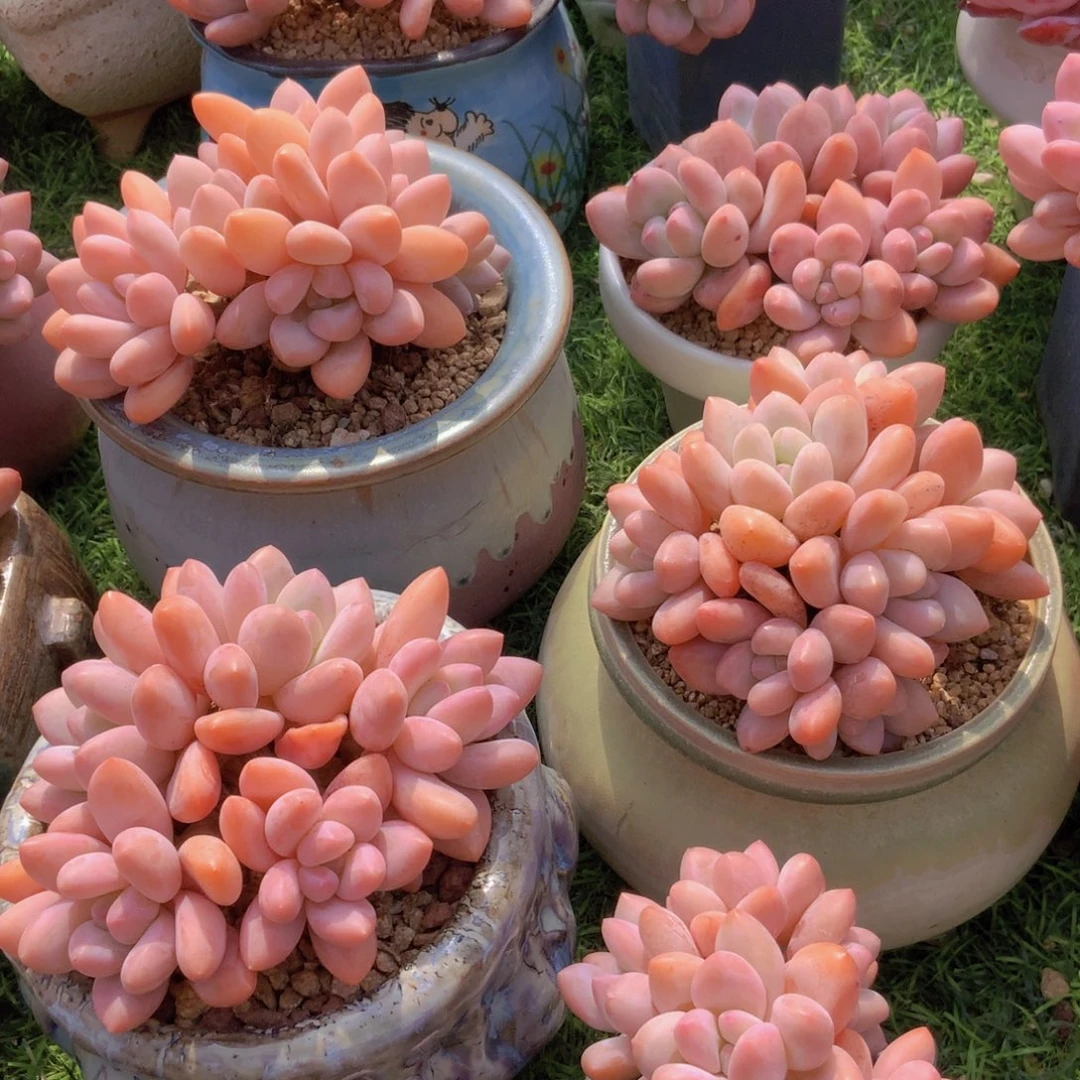 韩版香群水2颗88