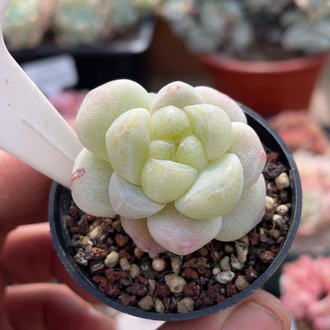 0181冰玉石化不带盆4厘米