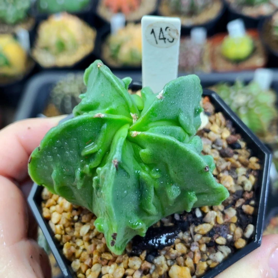 盆5公分满25包邮裸根发货