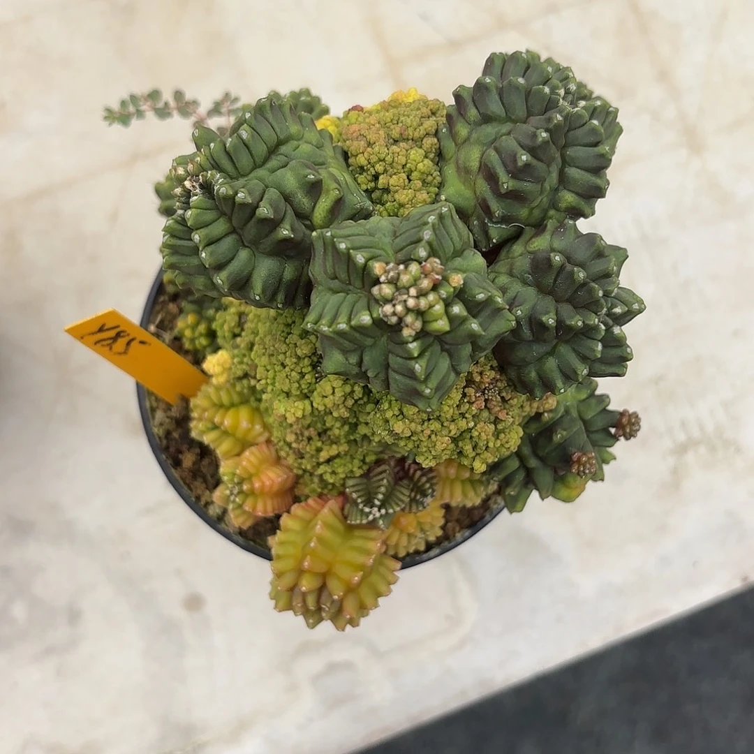 兰***鱼85-1030泰国发货多肉