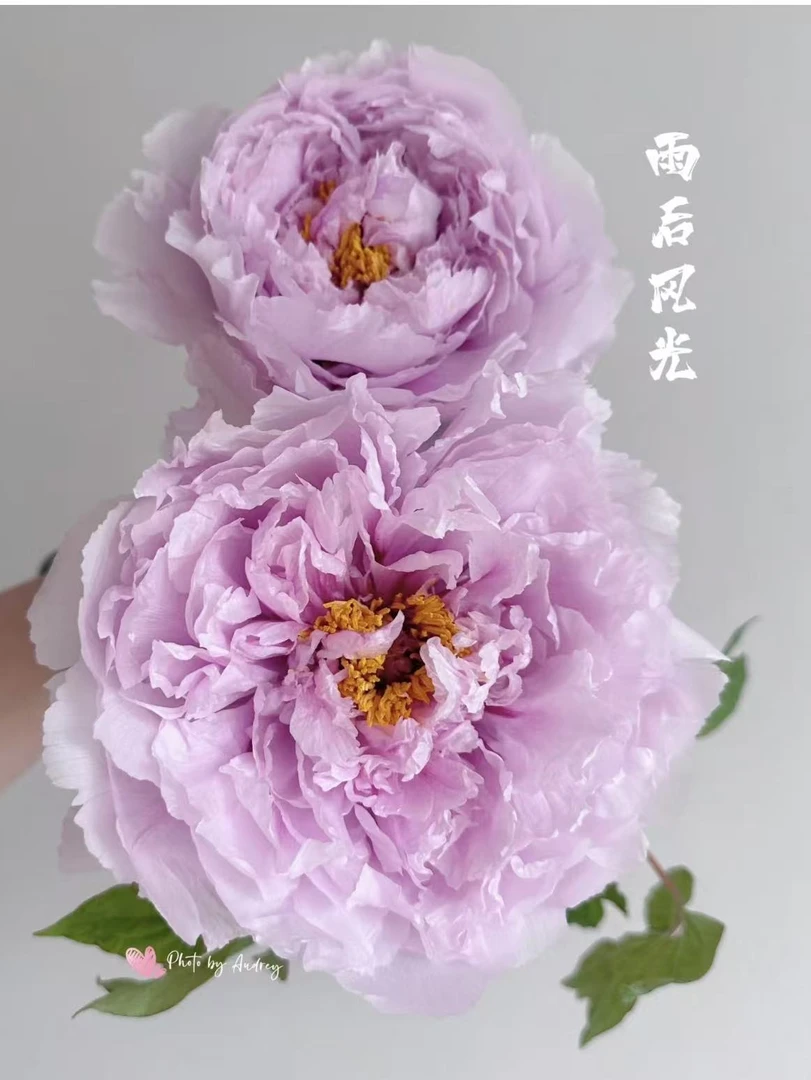 国产蓝色系牡丹（雨后风光）粉色略带蓝色晕染原盆原土