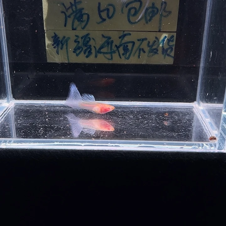 孔雀鱼天空蓝孔雀超透