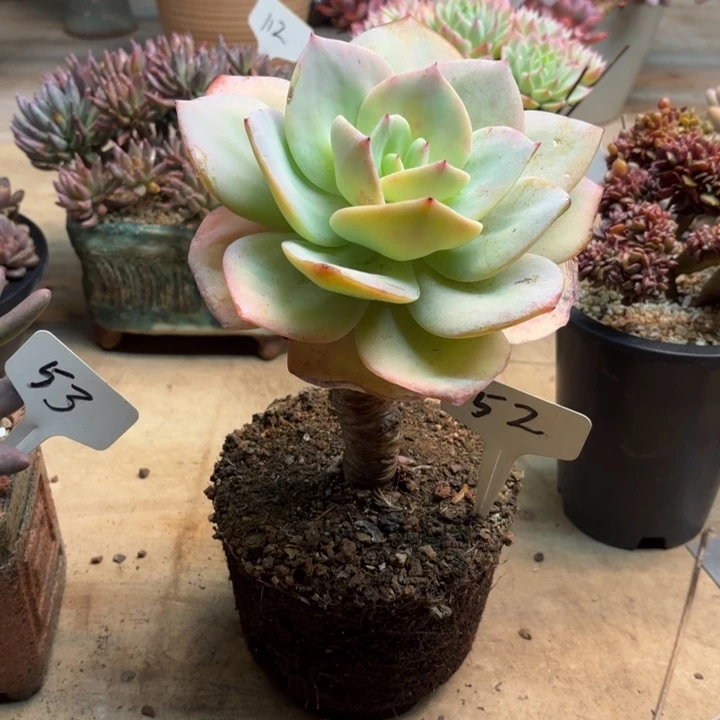 多肉植物，白凤52号