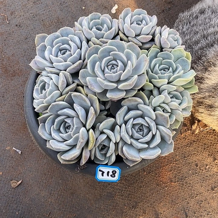 718汉堡 一物一拍多肉