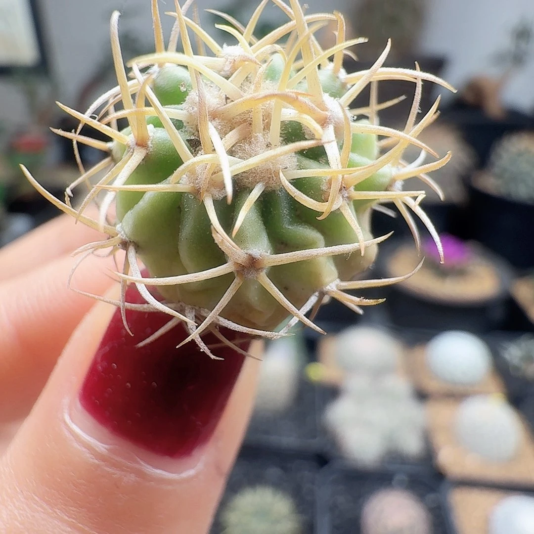 实生不知名仙人球32