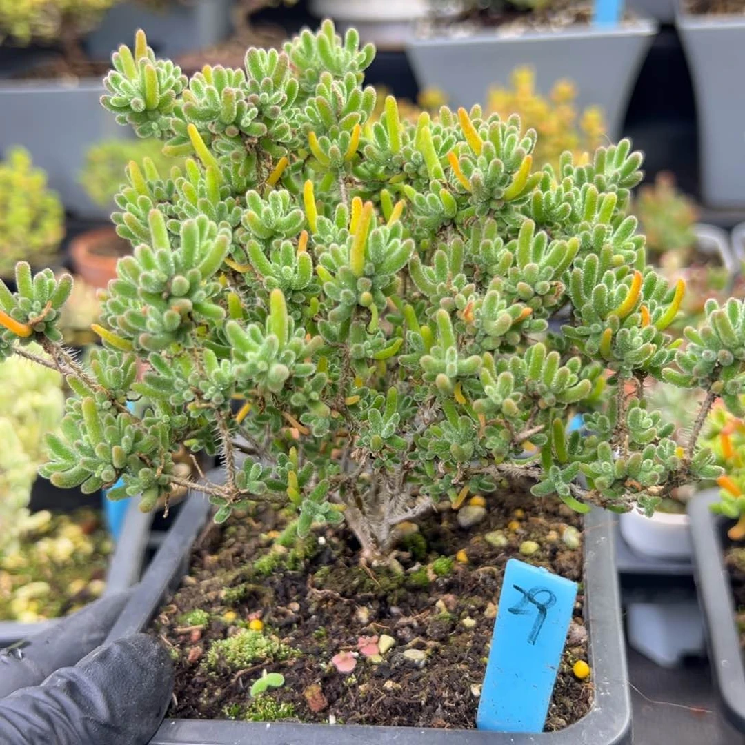 老桩冰橙29号10厘米盆