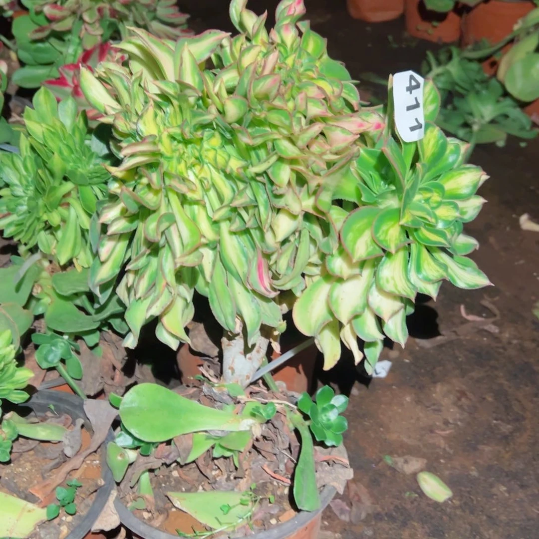 S****g411 号多肉植物法师