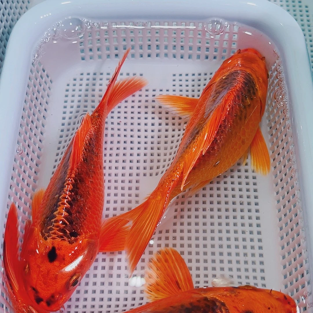 锦鲤冷水锦鲤观赏鱼129
