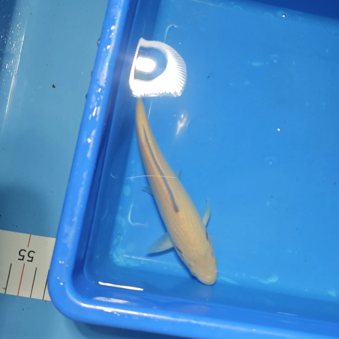 常总专属进口可溯源锦鲤红白昭和大正高端锦鲤鱼